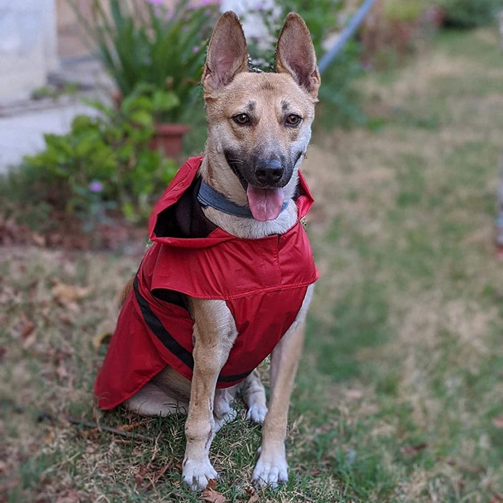 Mutt of Course Raincoat For Dogs (Red) image 5