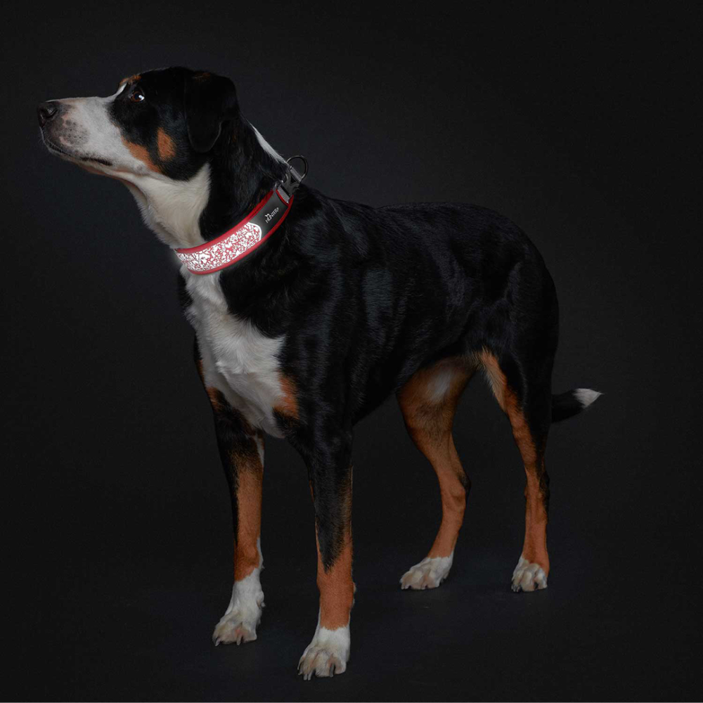 Hunter Divo Reflect Collar for Dogs (Red) image 3