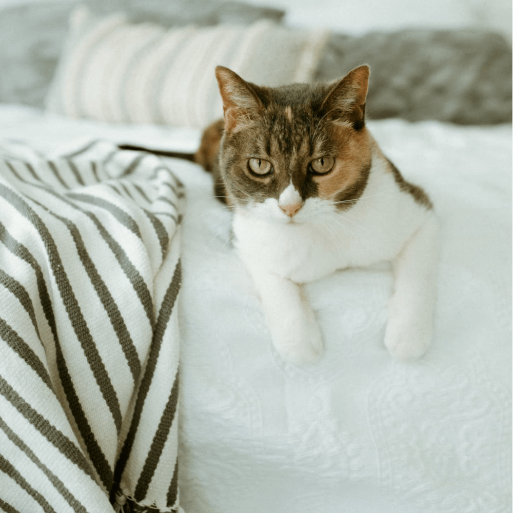 EarthBath Fragarance Free Hypo Allergenic Shampoo for Cats image 9