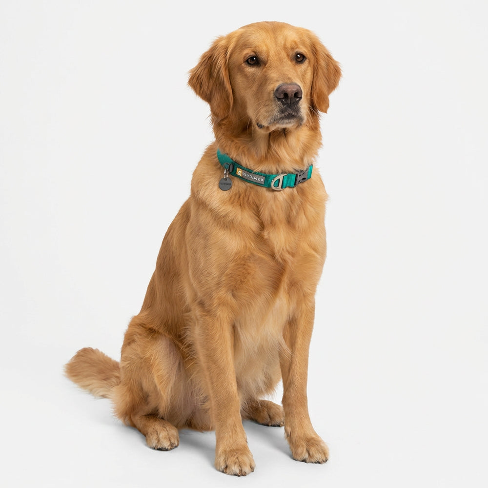 Ruffwear Front Range Collar for Dogs (Aurora Teal) image 3