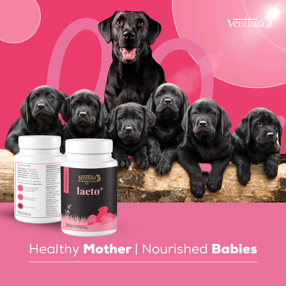 Venttura Lacto Plus Milk Boosters Chewable Tablets for Dogs image 5