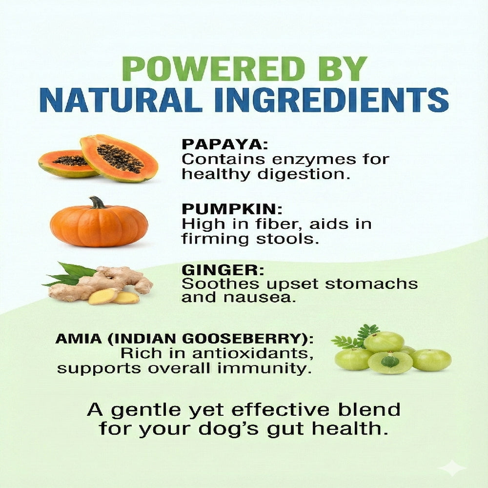 Nootie+ Digestive & Probiotic Gut Chew Supplement for Dogs image 3