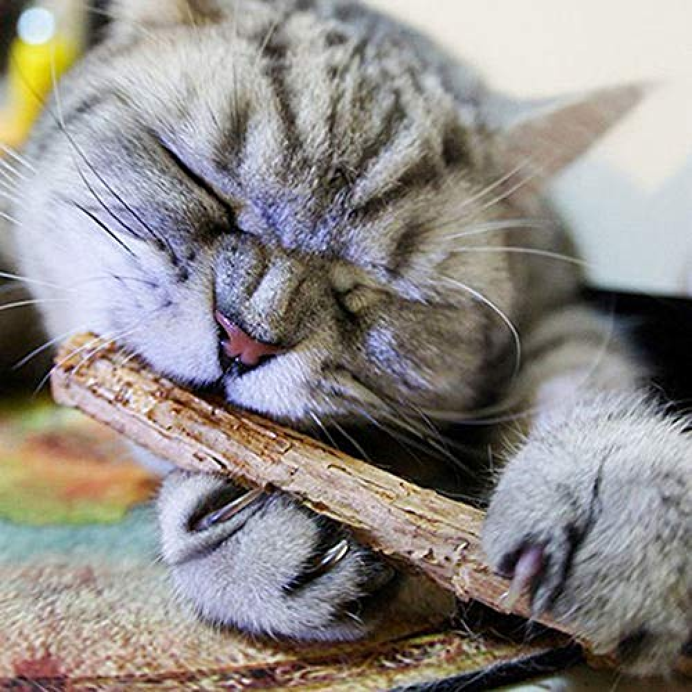 Trixie Matatabi Chewing Sticks For Cats image 2