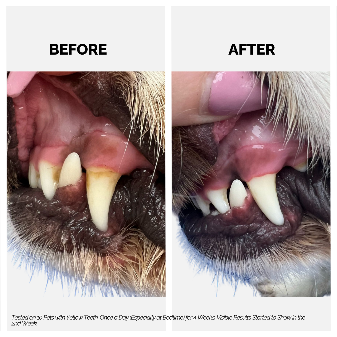 Moe Puppy Thyme Grapeseed Dental Spray for Dogs & Cats image 4
