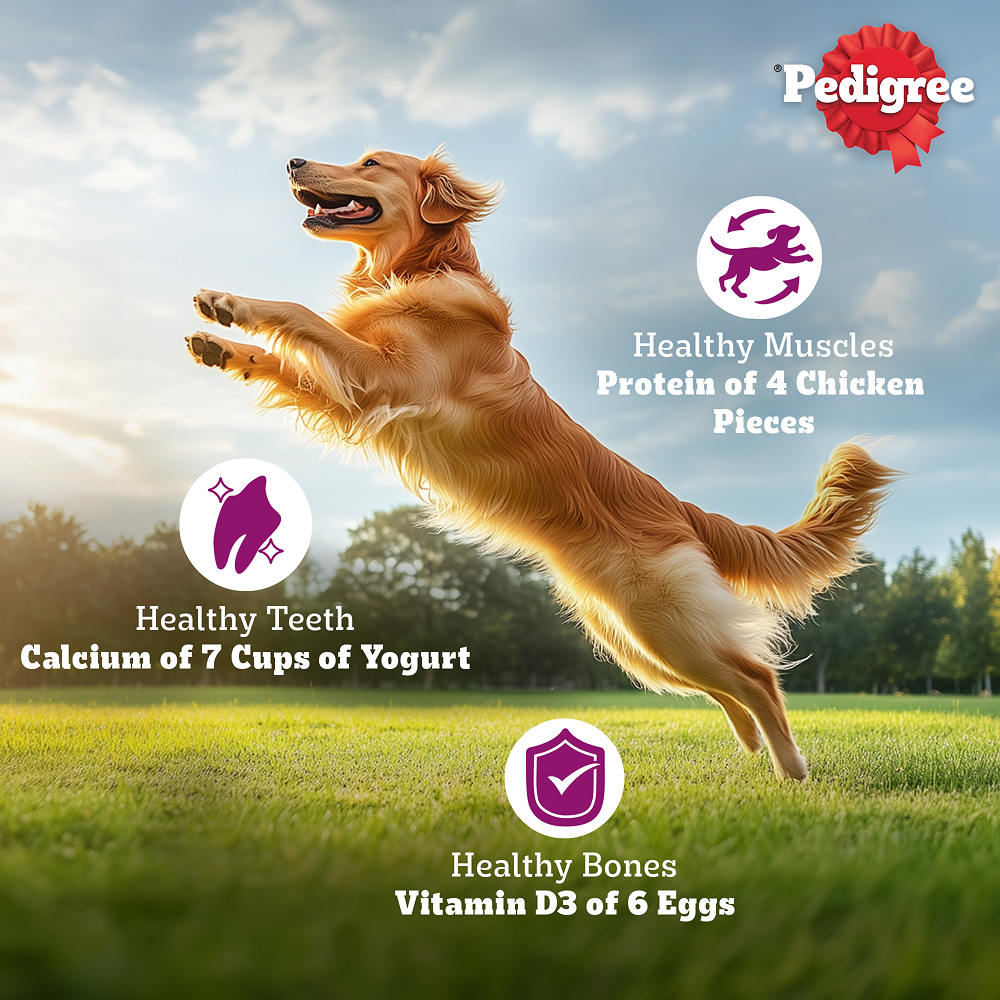 Pedigree Chicken Biryani Flavour Adult Dog Dry Food image 8