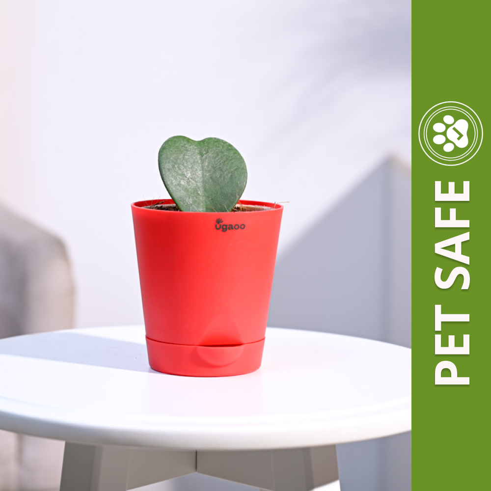 Ugaoo Heart Hoya Succulent Live Pet Safe Plant with Pot