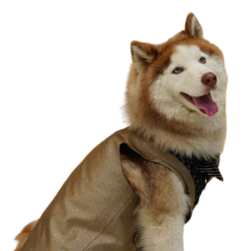 Floof & Co Tuxedo for Dogs (Khaki) image 4