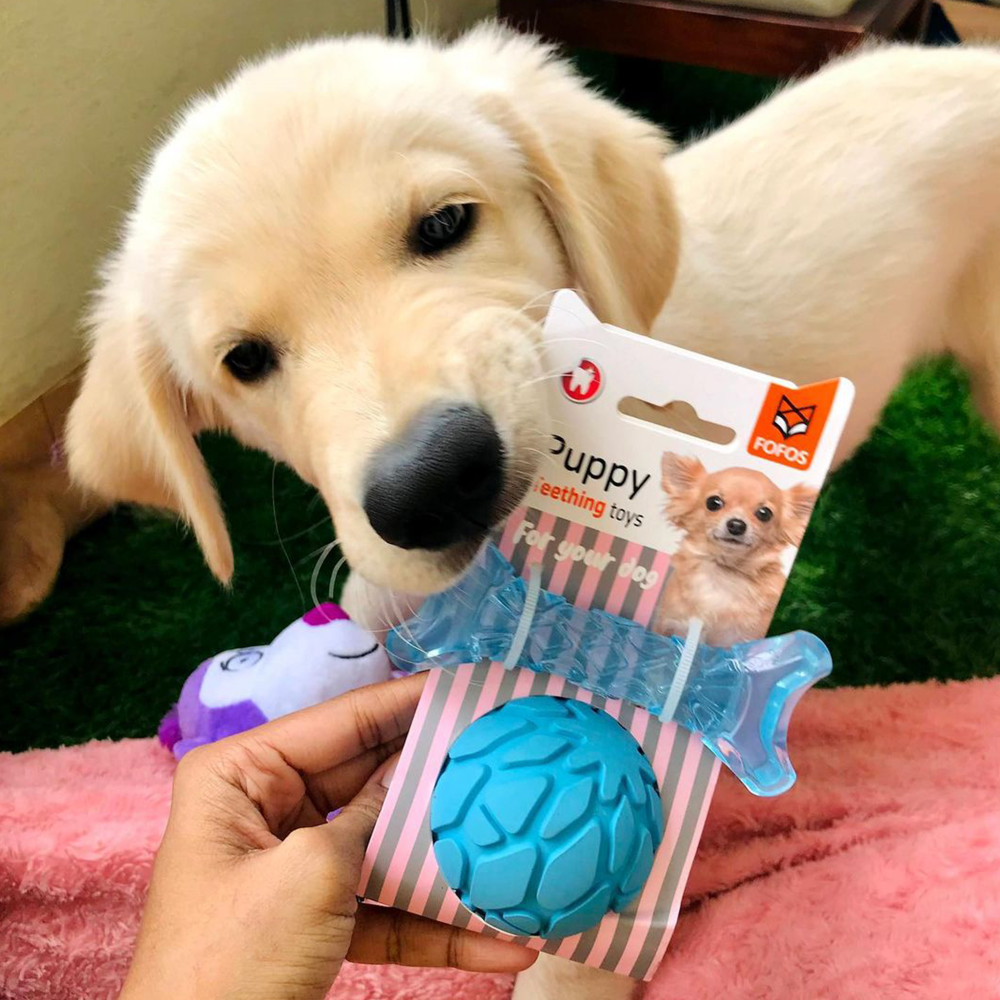Barkbutler x Fofos Milk Bone & Ball Durable Interactive Chew Toy for Dogs (Blue) image 9
