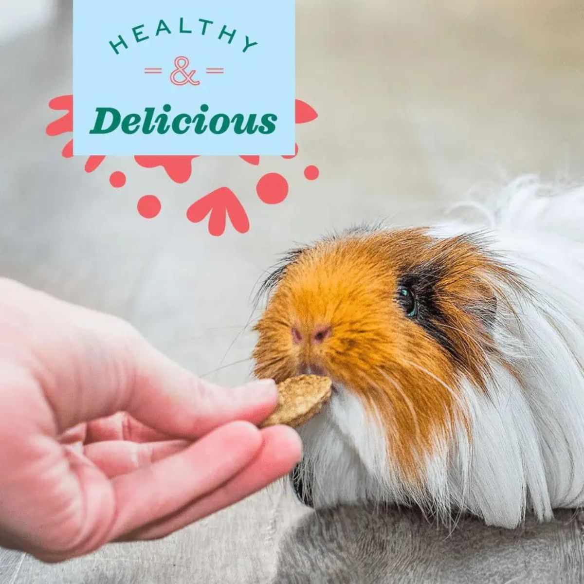 Oxbow Natural Science Multi Vitamin Supplement for Rabbits and Guinea Pigs image 4