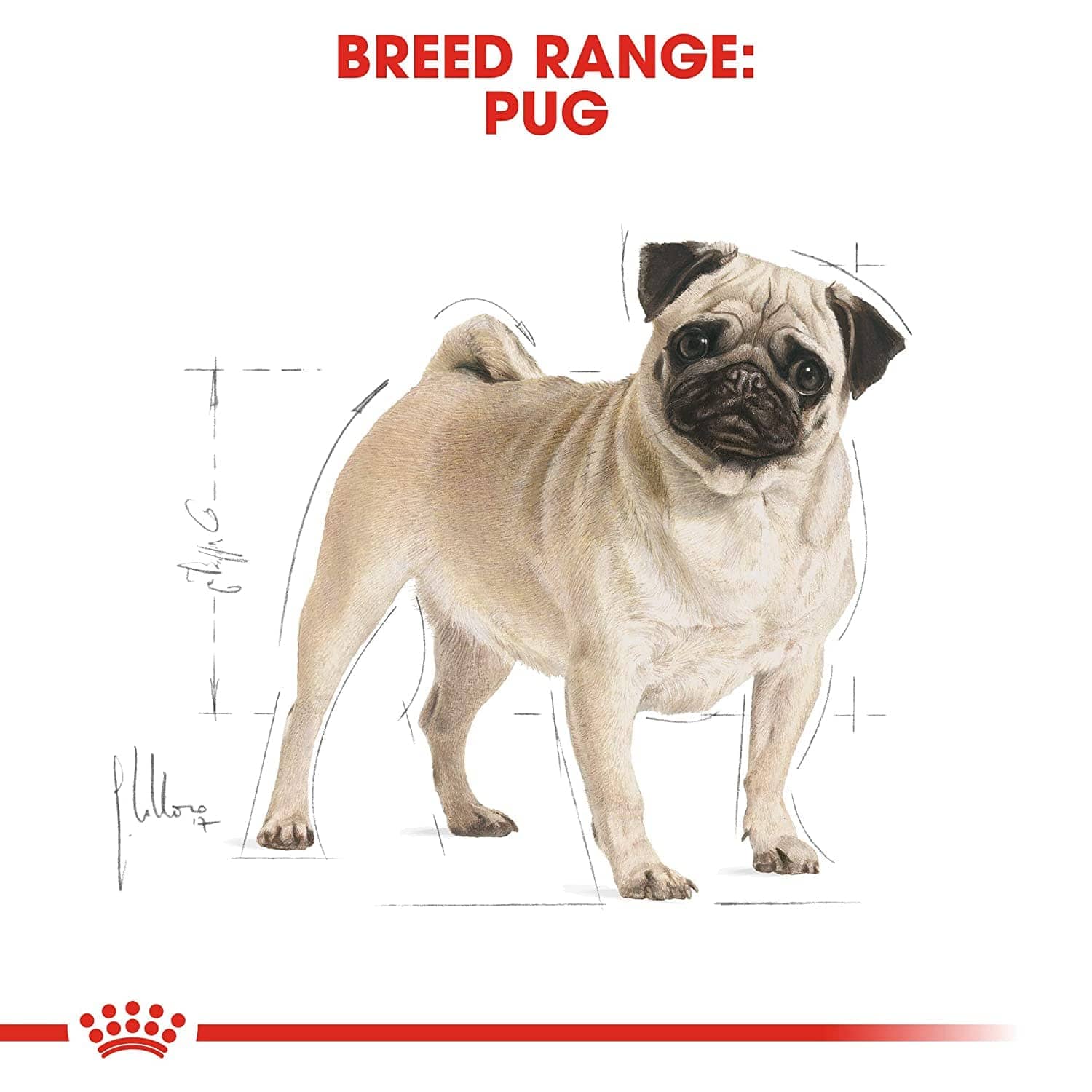 Royal Canin Pug Adult Dog Dry Food image 6