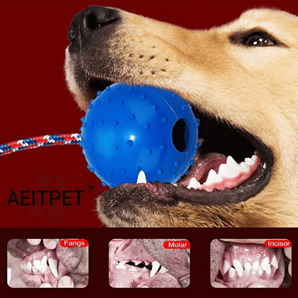 Emily Pets Rubber Ball with Rope Chew Toy for Dogs (Red) image 7
