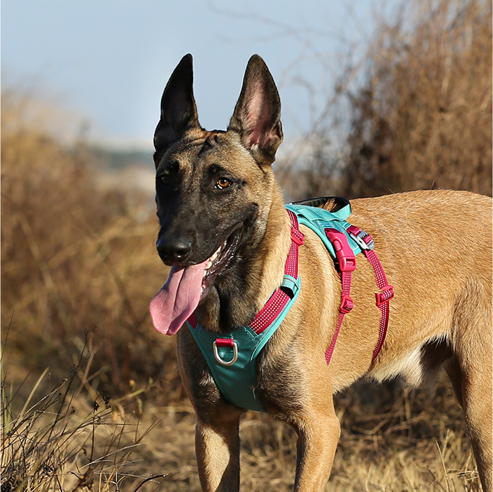 Truelove Escape proof harness for Dogs (Ribbon Red) image 8