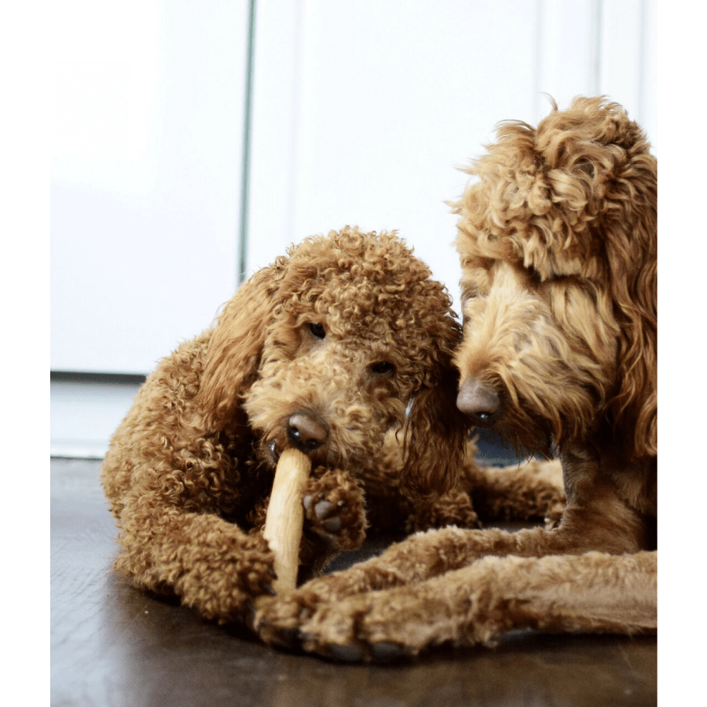 Petstages Dogwood Durable Stick for Dogs | For Aggressive Chewers image 4