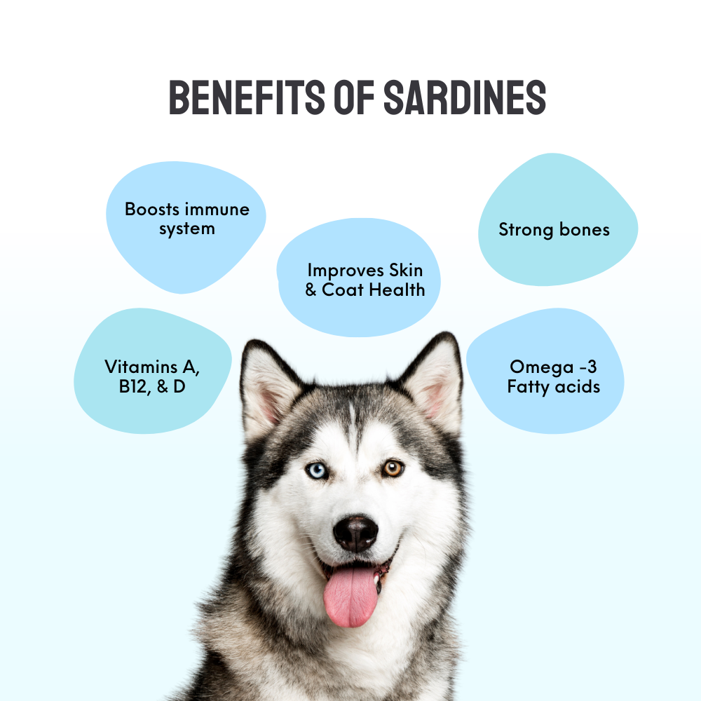 Floof & Co Snappy Sardine Snacks Dog Treats image 6