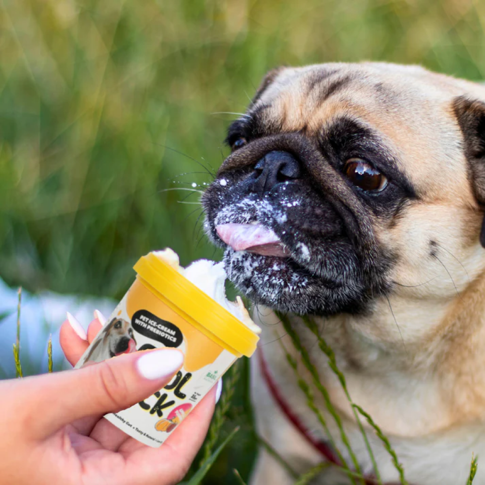 Basil Cool Lick Apple & Pumpkin with Added Prebiotics Ice Cream for Dogs image 4