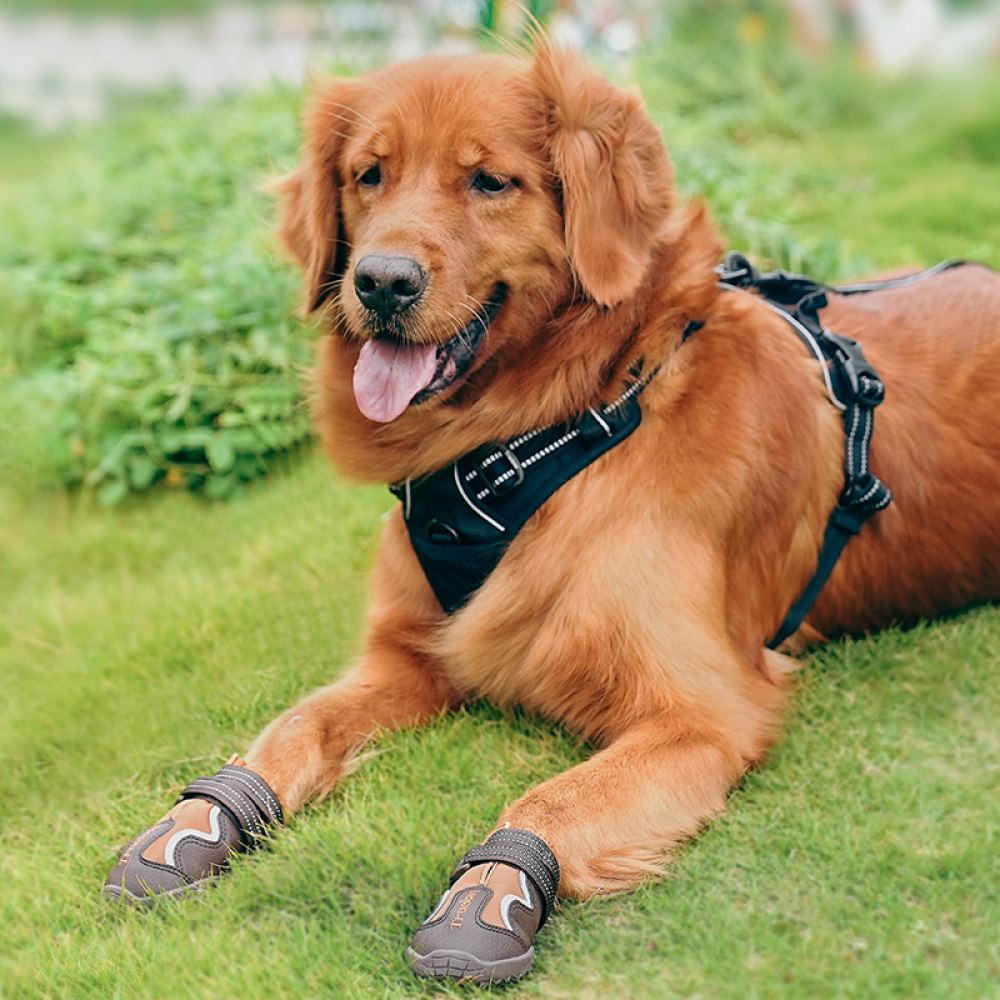 Truelove Reflective Waterproof and TPR Sole Shoes for Dogs (Pinecone/Glazed Ginger, Set of 4) image 8
