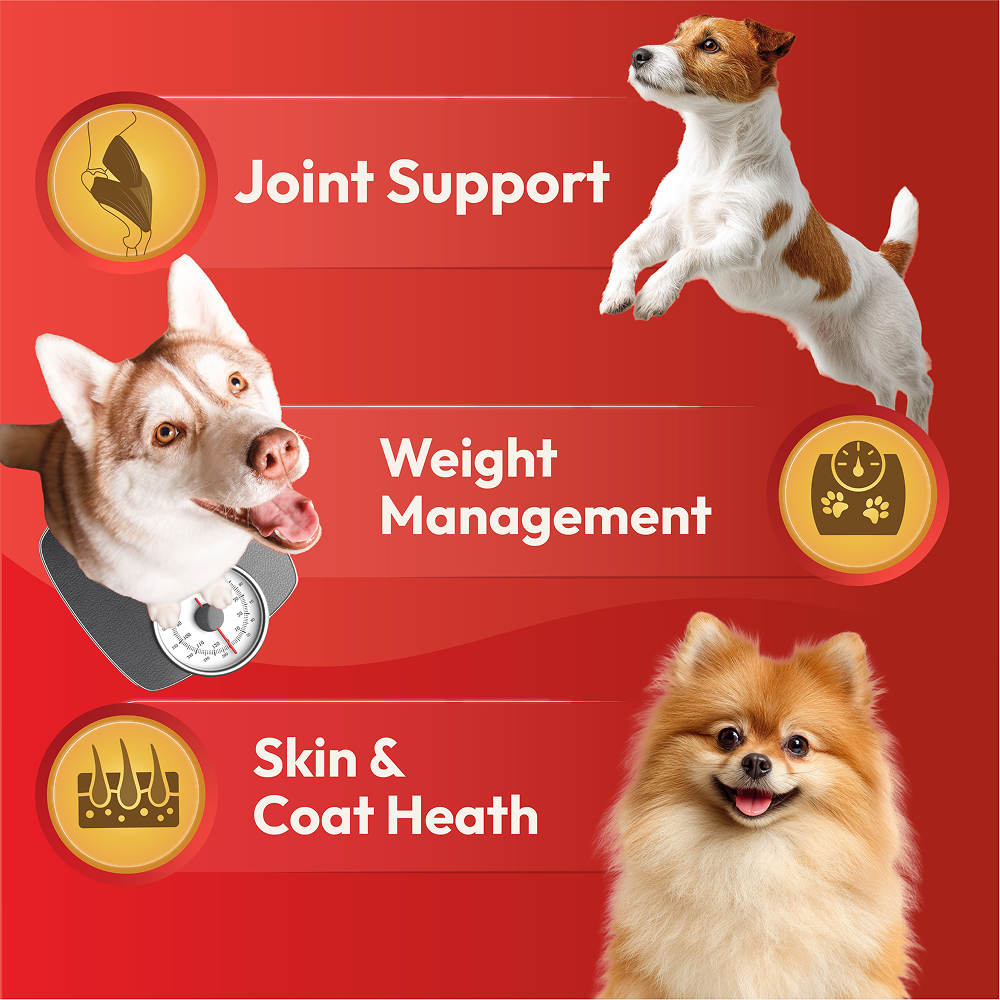 DatGud Chicken & Brown Rice Adult Dog Dry Food (Buy 1 Get 1 Free) image 9