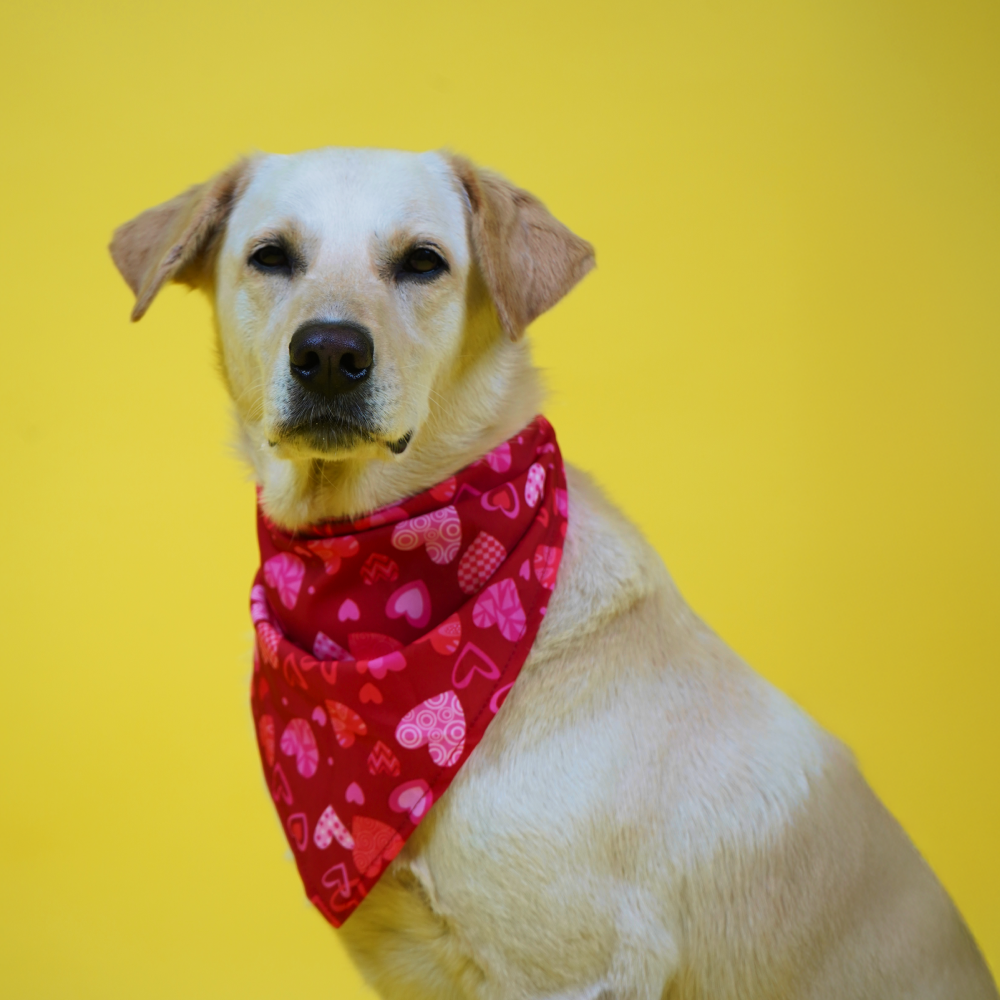 Skatrs Heart Printed Bandana for Dogs and Cats (Red) image 1