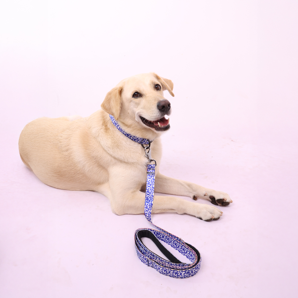 Skatrs Enigma Collar for Dogs image 4