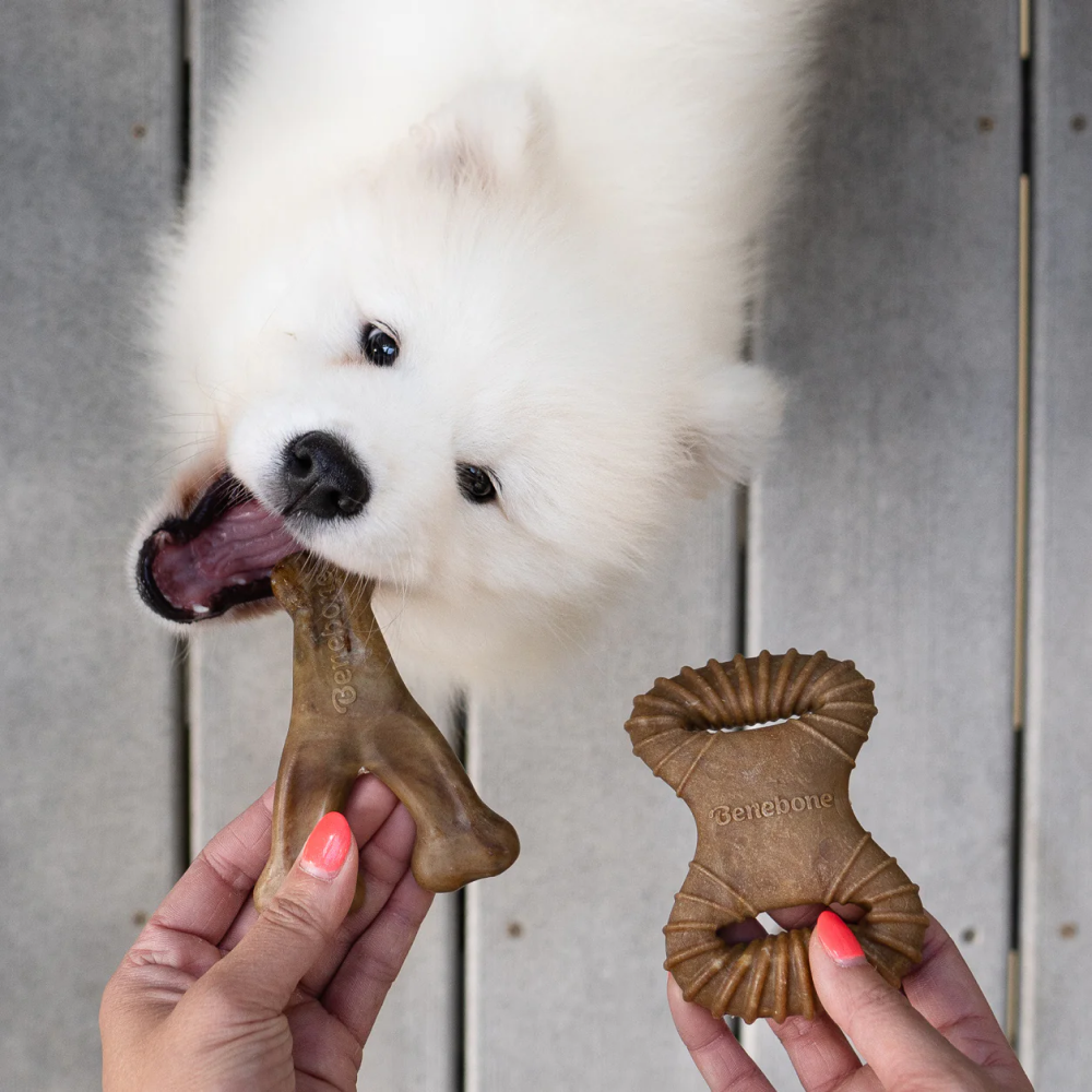 Benebone Bacon Flavored Dental and Wishbone Chew Toys for Dogs image 4