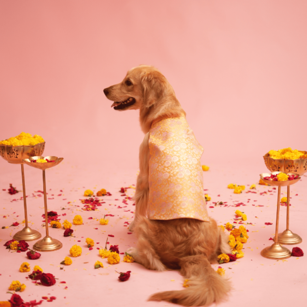 Floof & Co Banarasi Sherwani for Dogs (Yellow/Pink) image 3