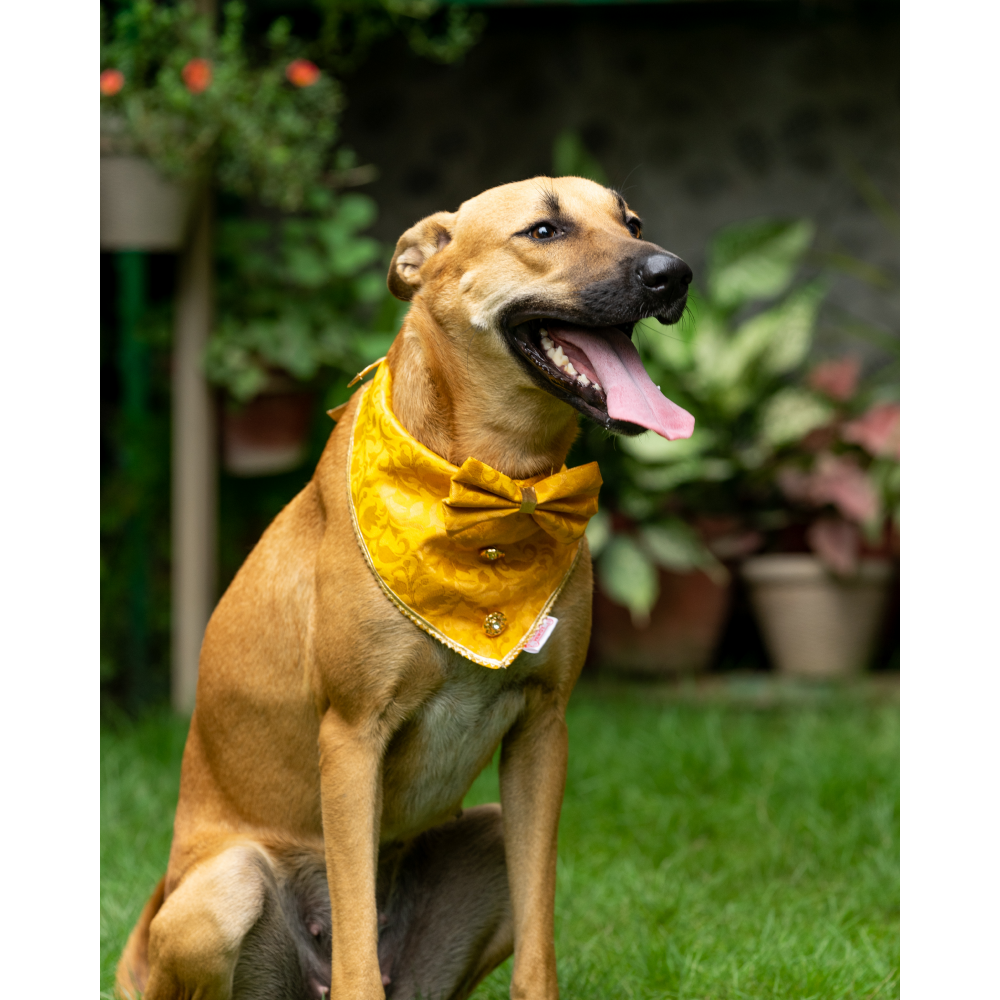 Pawgypets Occasion Wear Bow Bandana for Dogs and Cats (Yellow) image 2