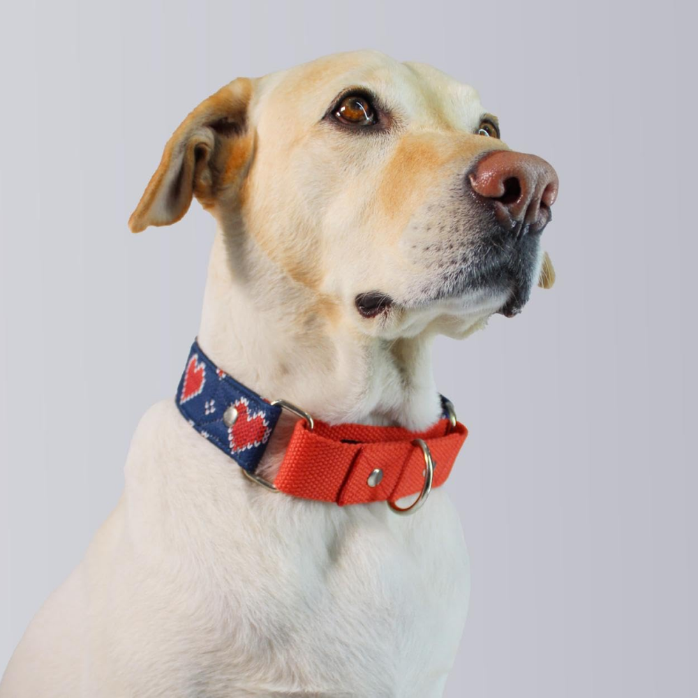Dogobow Hearty Martingale Collar (Blue/Red) (Get a Bow Free) image 1