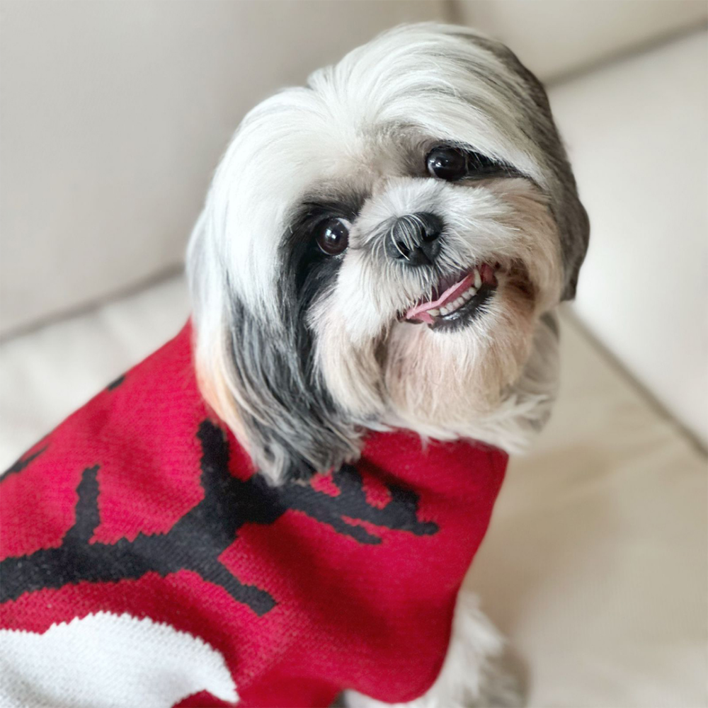 Dogobow Reindeer Knit Sweater for Dogs and Cats (Red) (Get a Bow Free) image 4