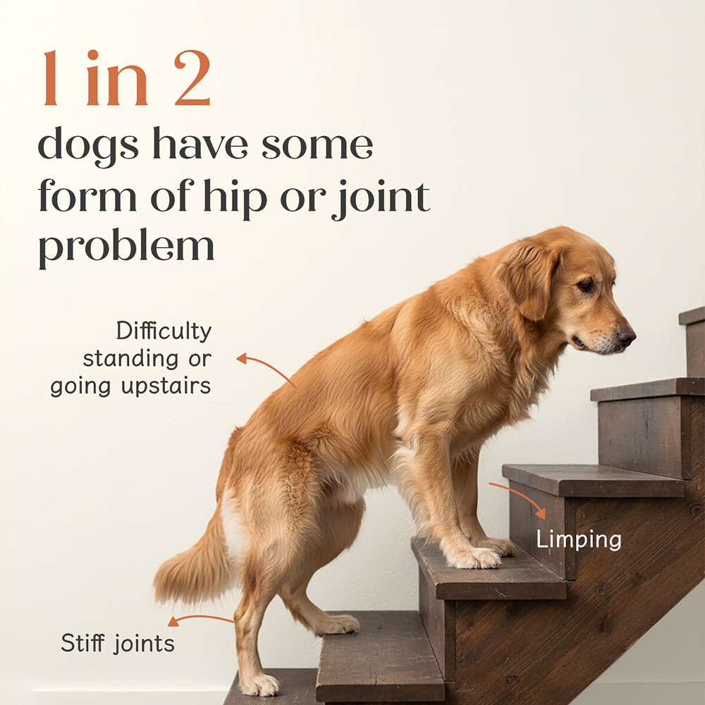 Hope Chicken Flavoured Hip and Joint Health Supplement for Dogs image 2