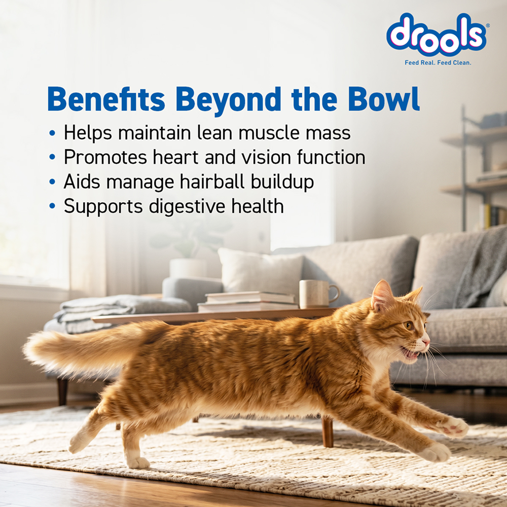 Drools Real Chicken Adult Cat Dry Food image 2