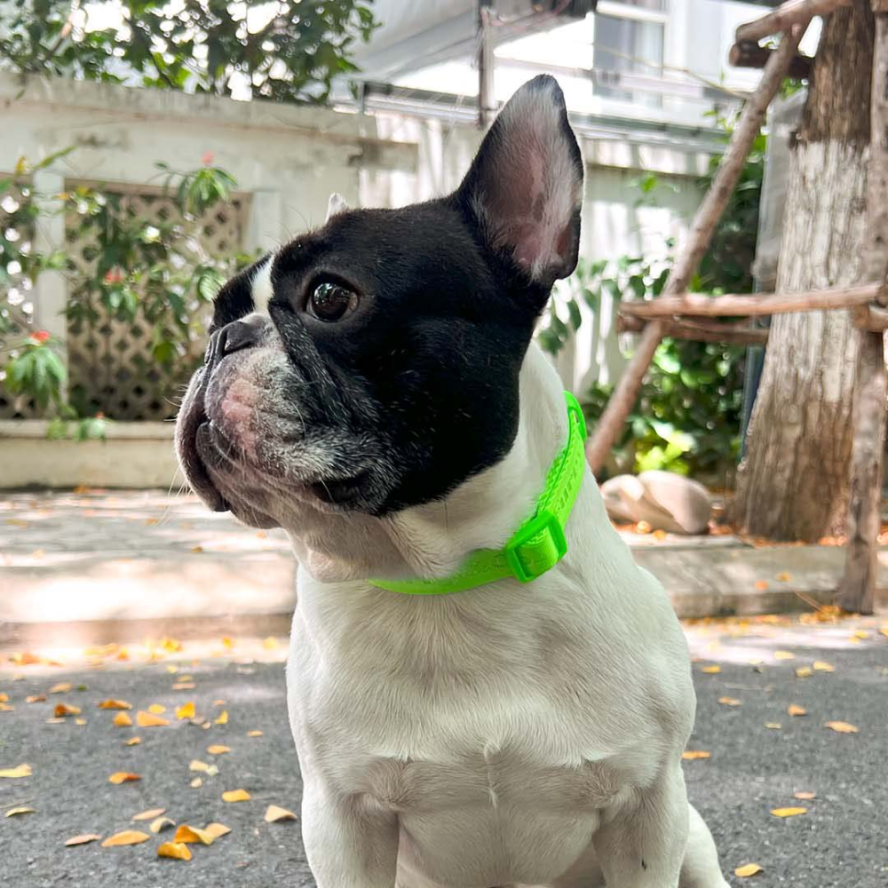 Furry & Co Ultra Collar for Dogs (Limelight)