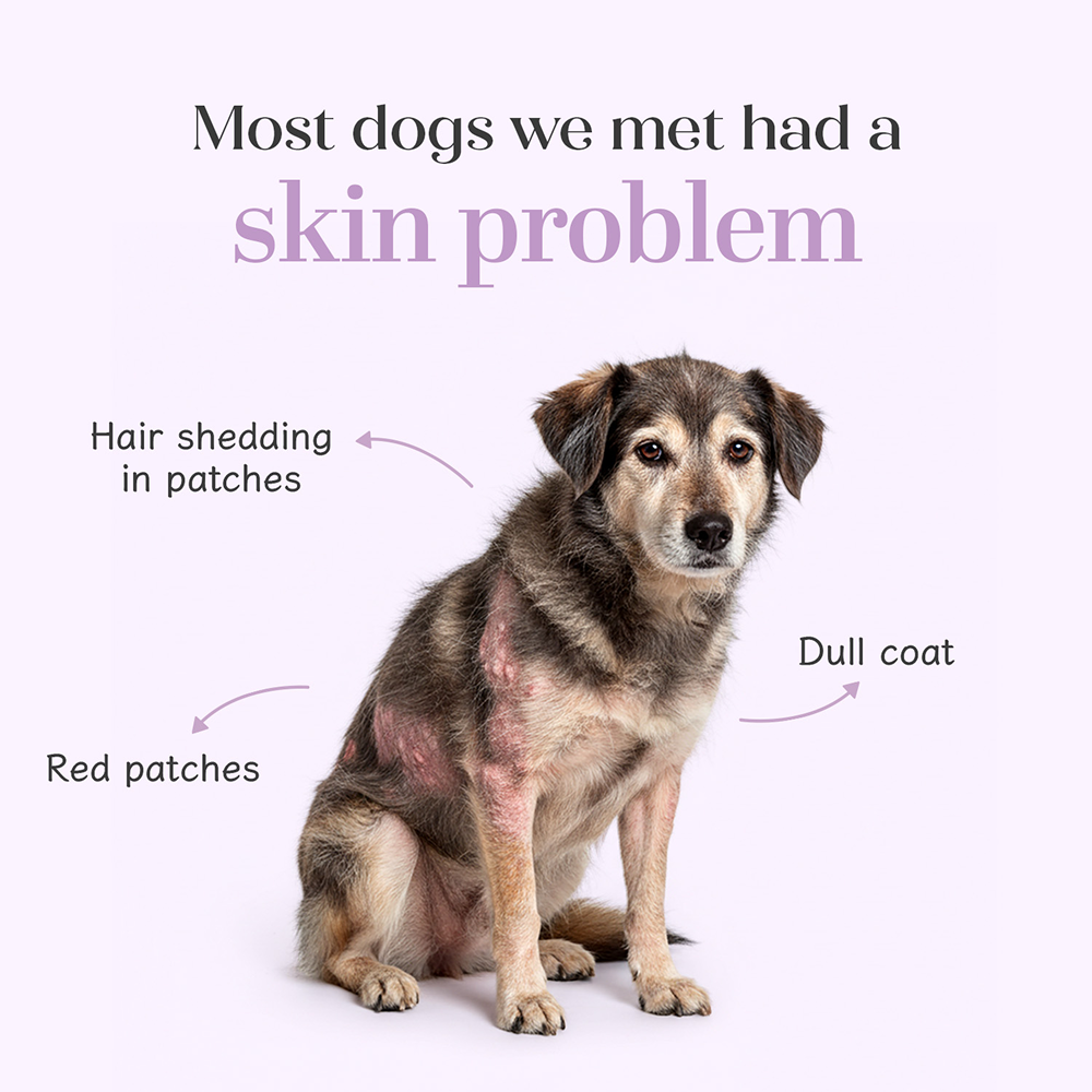 Hope Chicken Flavoured Skin+Coat Supplement for Dogs image 4