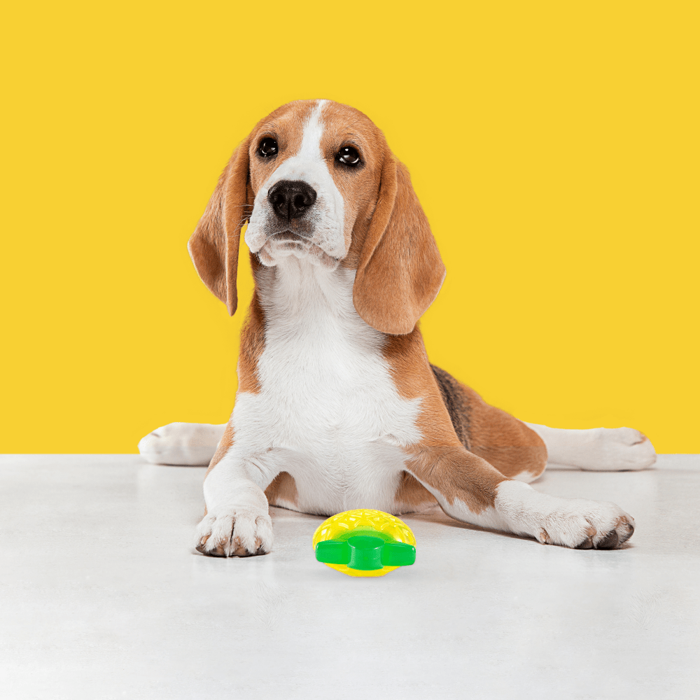 Barkbutler x Fofos Jelly Pineapple Squeaky Chew Toy for Dogs image 6