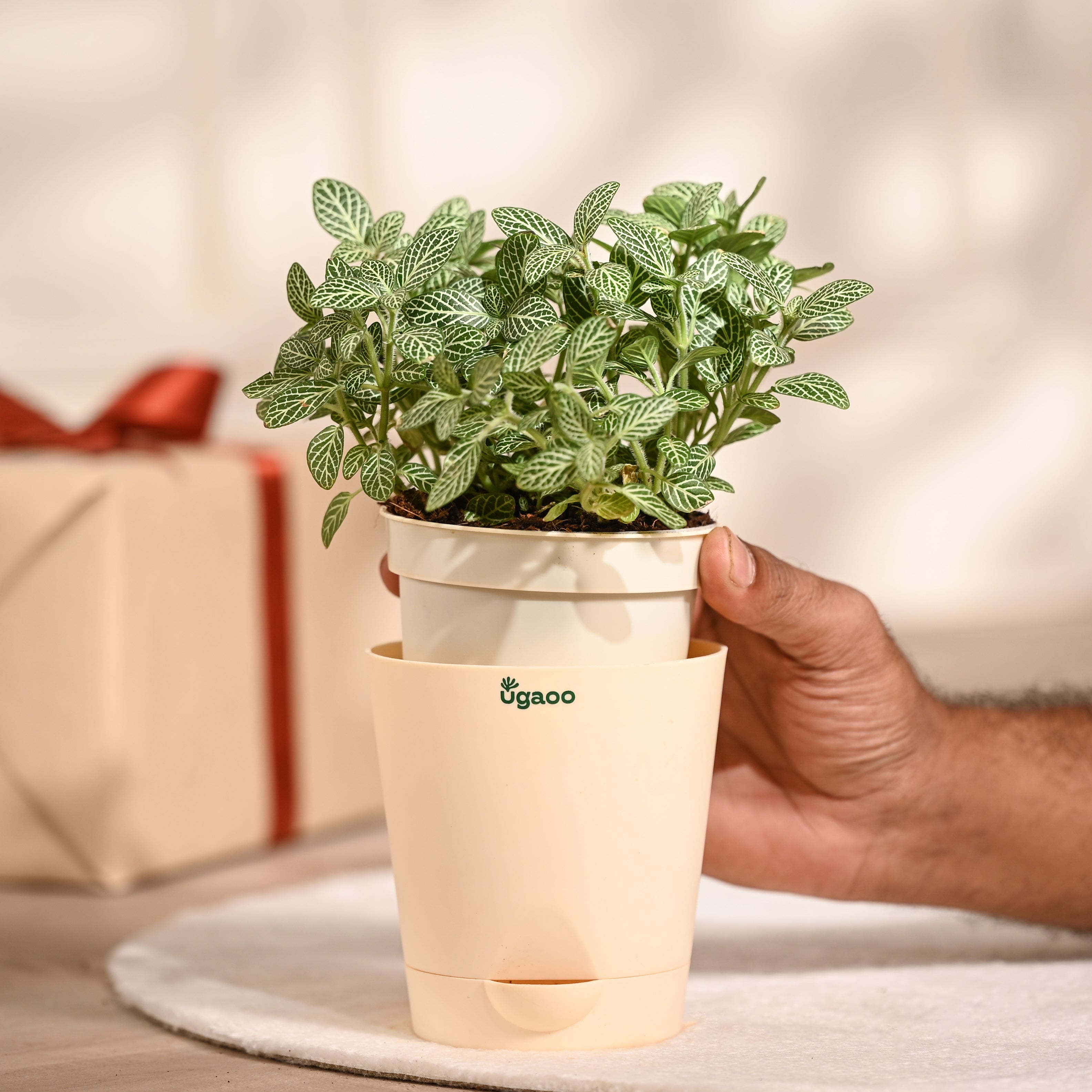 Ugaoo Fittonia Green Pet Safe Plant with Self Watering Pot (Nerve Plant) image 3