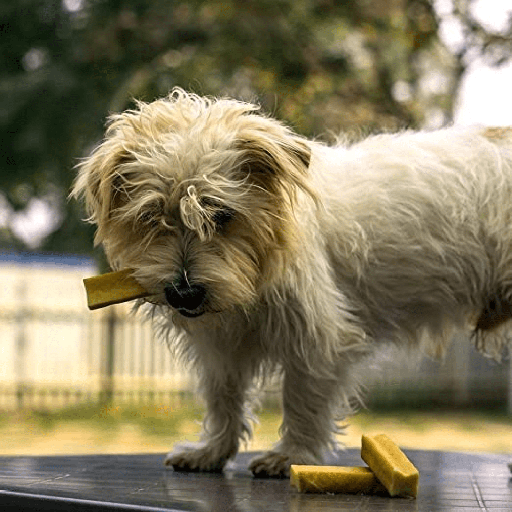 Dogsee Chew 100% Natural Yak Milk Bars Small Breed Dog Treats image 4