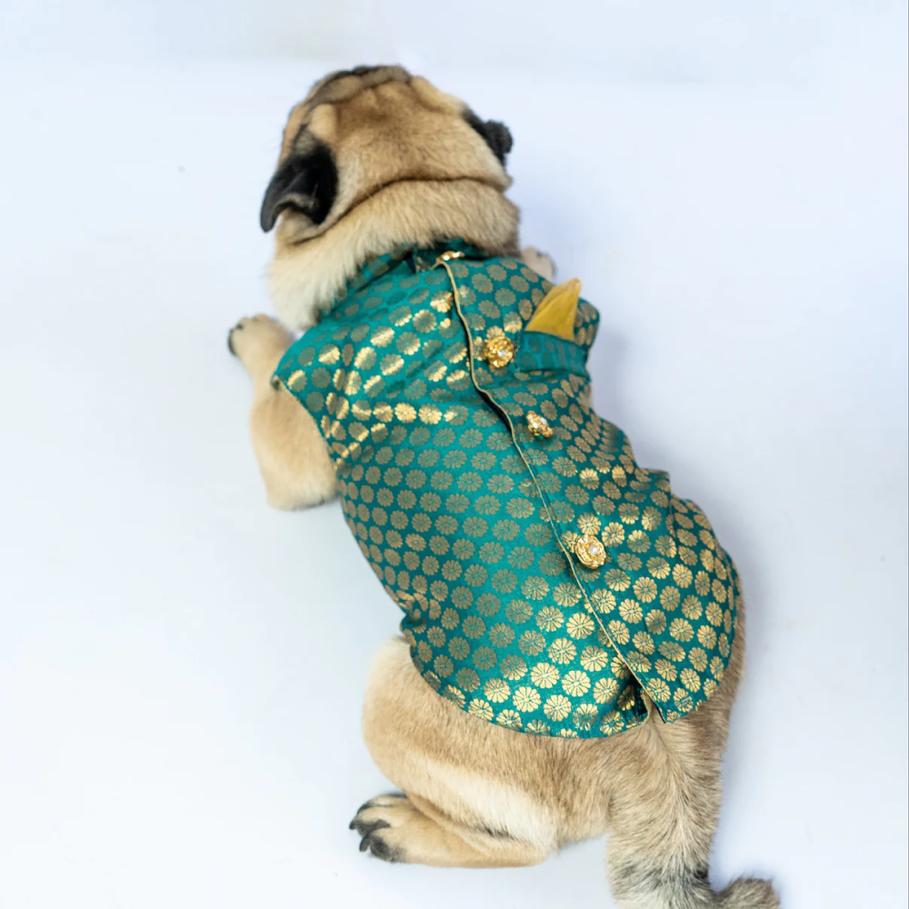 Pawgypets Sherwani for Dogs and Cats (Blue) image 4