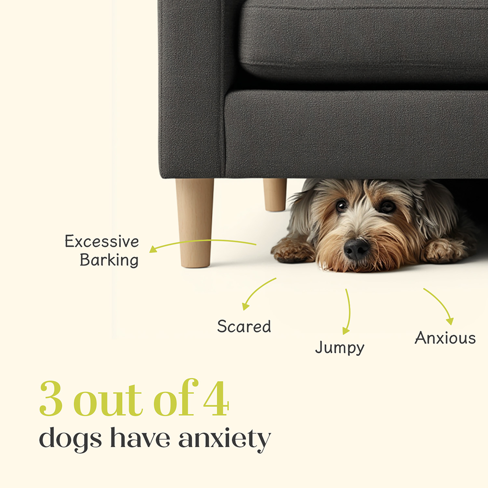 Hope Vegan Calming Supplement for Dogs image 3