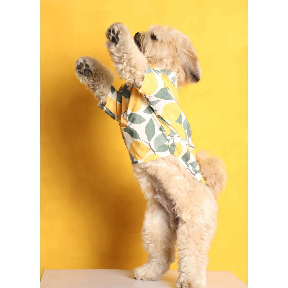 15buttons Limon Shirt for Dogs image 3