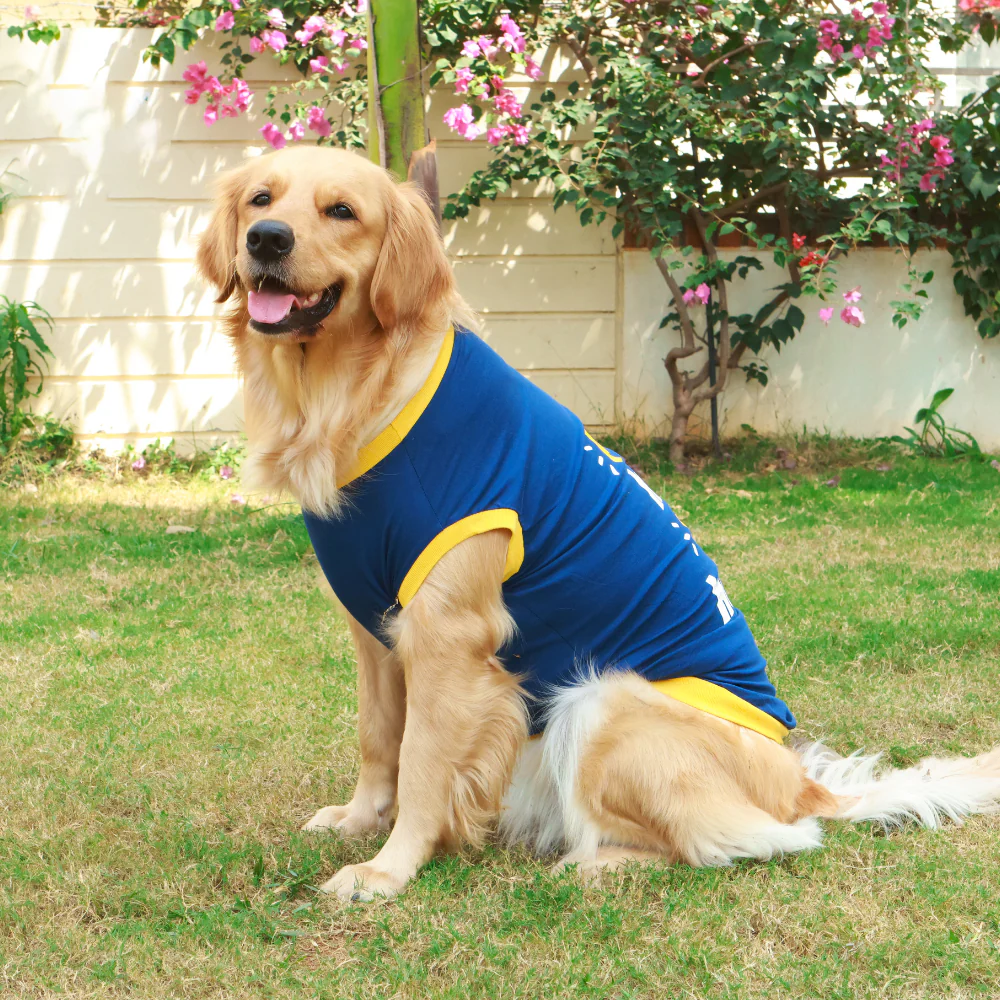 Pet Set Go Play Hard Nap Harder T Shirt for Dogs (Blue) image 3