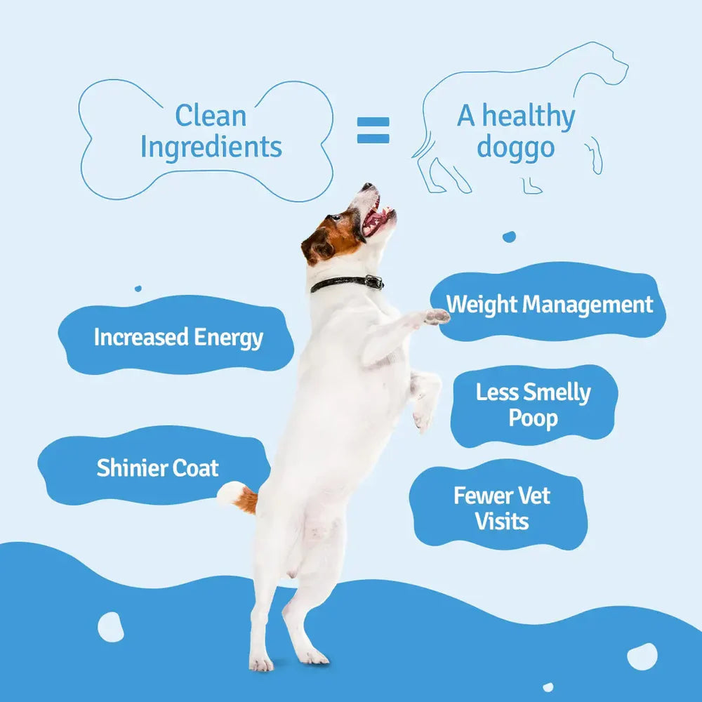 BLEP Fish Beans Pawer Dog Wet Food (300g) image 4
