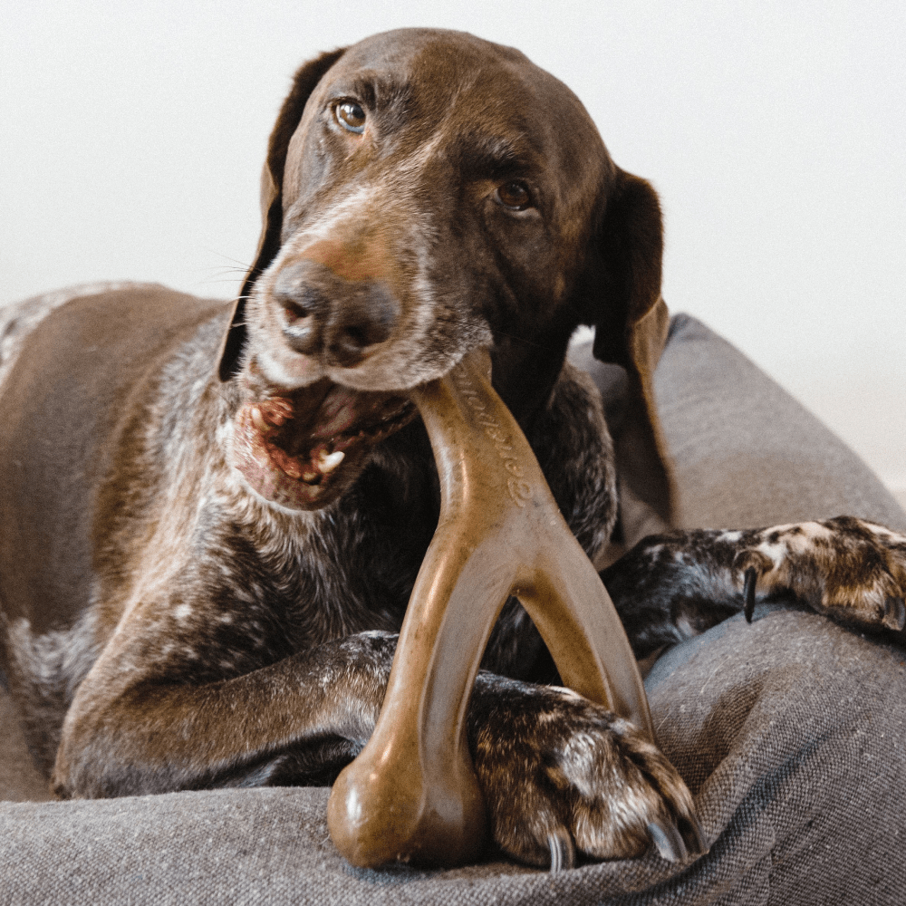Benebone Peanut Butter Flavored Wishbone Chew Toy  for Dogs | For Aggressive Chewers image 5