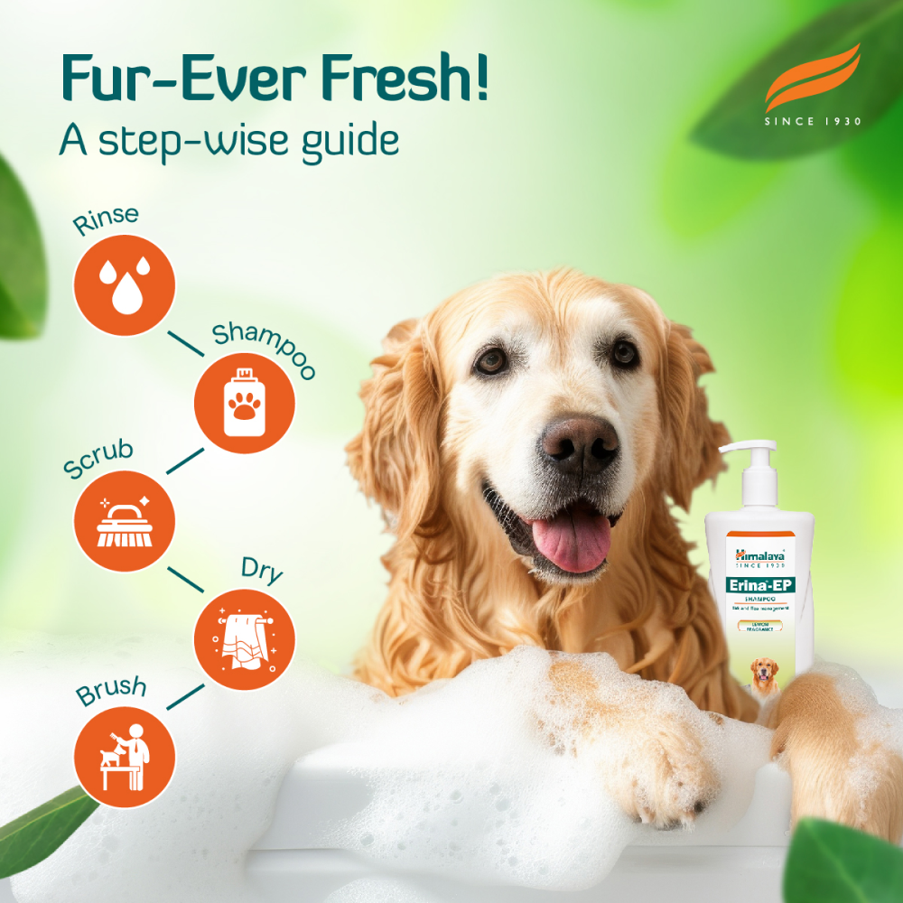 Himalaya Erina EP Tick & Flea Shampoo with Drools Absolute Calcium Supplement Tablets Dog Combo image 4