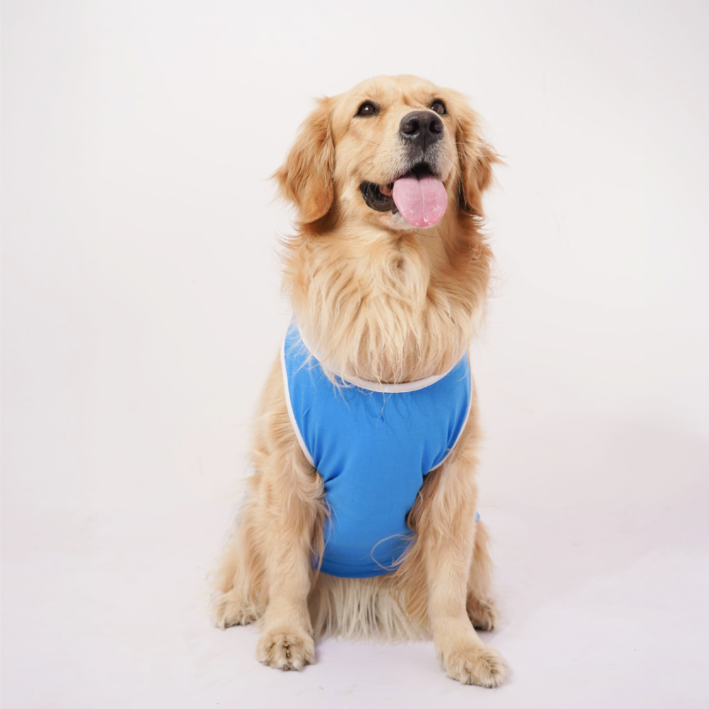 Skatrs Dilli Cuddlers Cricket Jersey for Dogs and Cats (Blue) image 7
