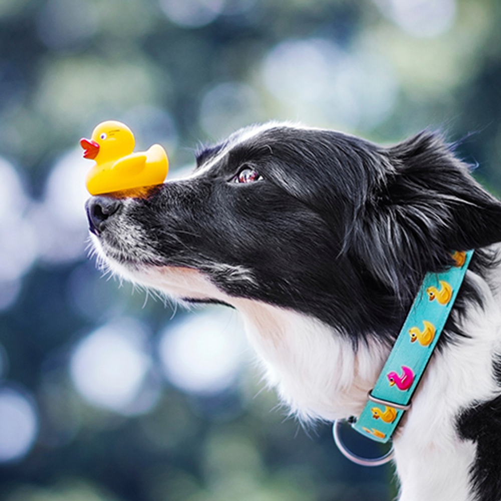Max and Molly Ducklings Smart ID Collar for Dogs (Light Blue) image 4
