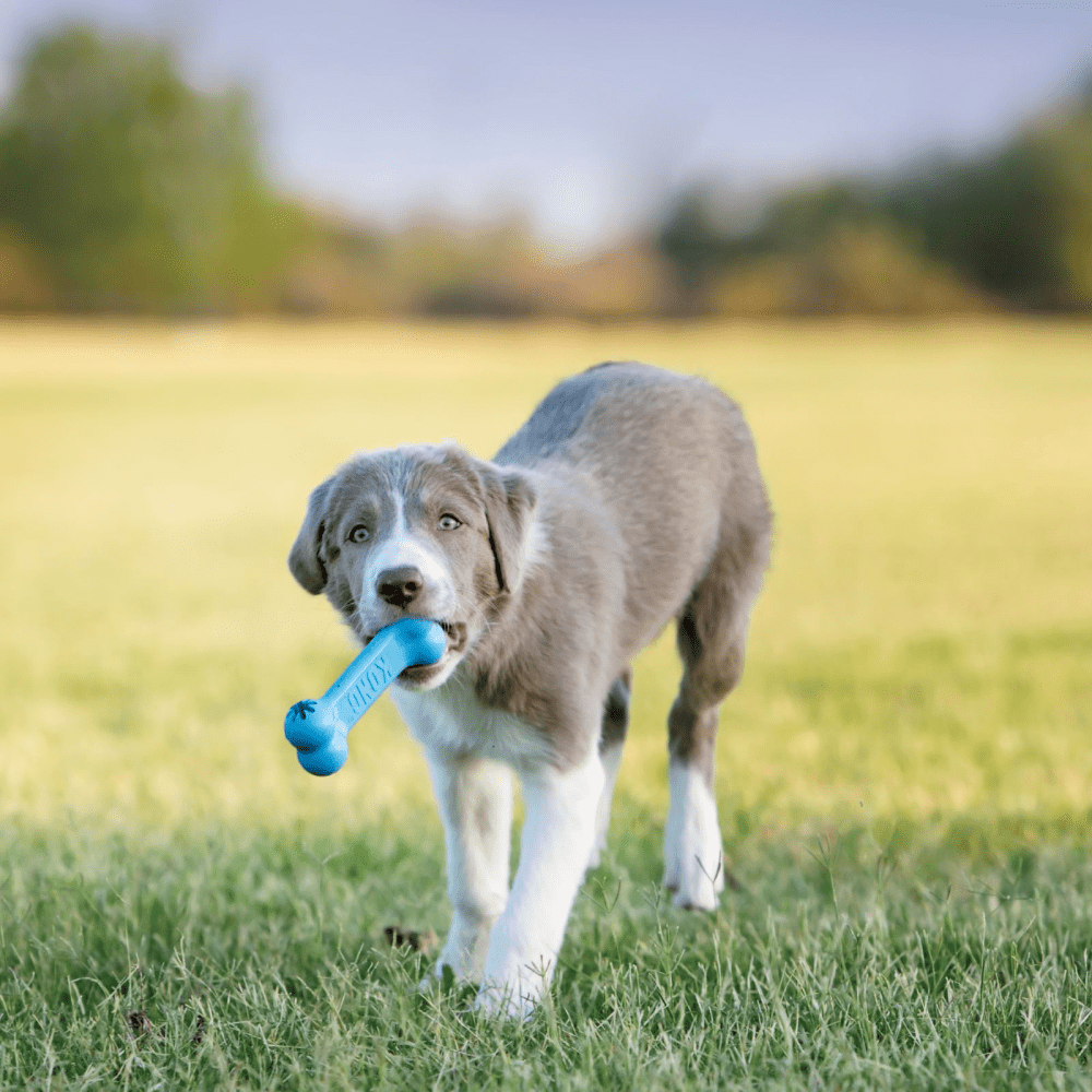 Kong Puppy Goodie Bone Toy for Dogs image 6