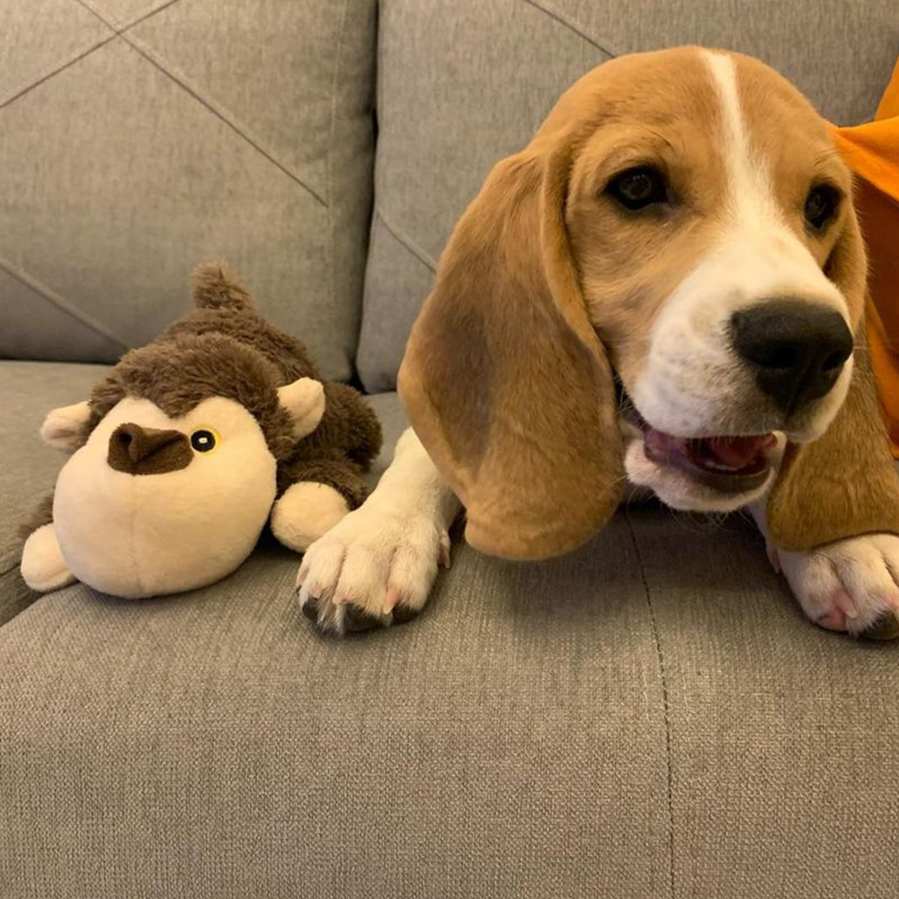Barkbutler Boh The Bear Plush Toy for Dogs | For Medium Chewers (Brown) image 10