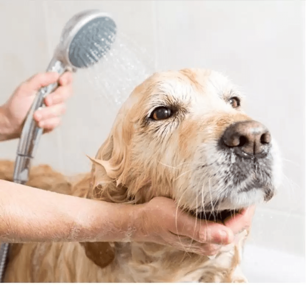 M Pets Pure Jojoba Oil Shampoo for Dogs image 3