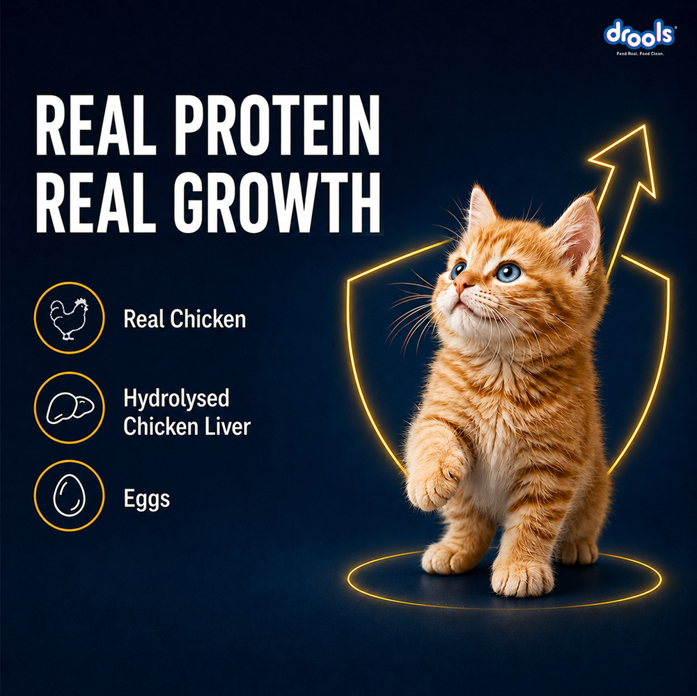 Drools Chicken Mousse Kitten Cat Wet Food image 7