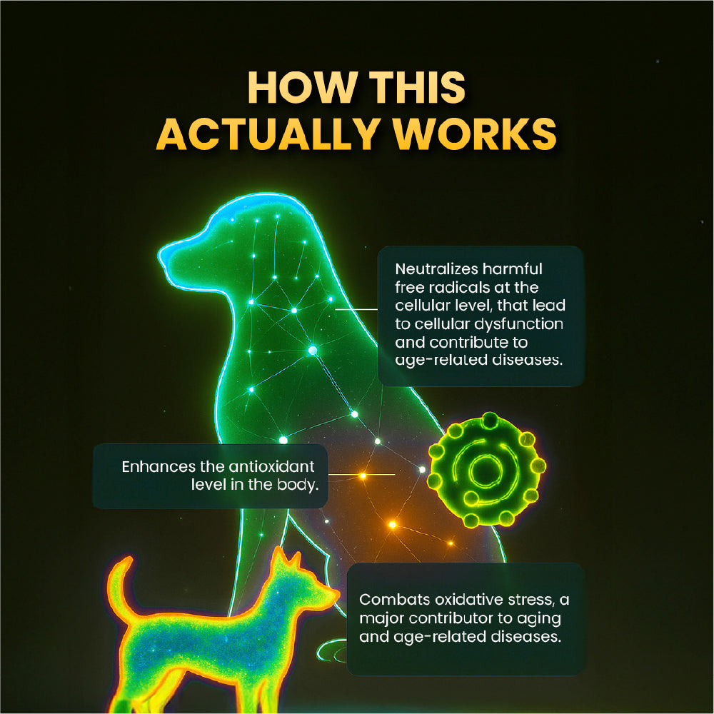 FurBall Story Supertonic Overall Wellness Syrup for Dogs and Cats image 7