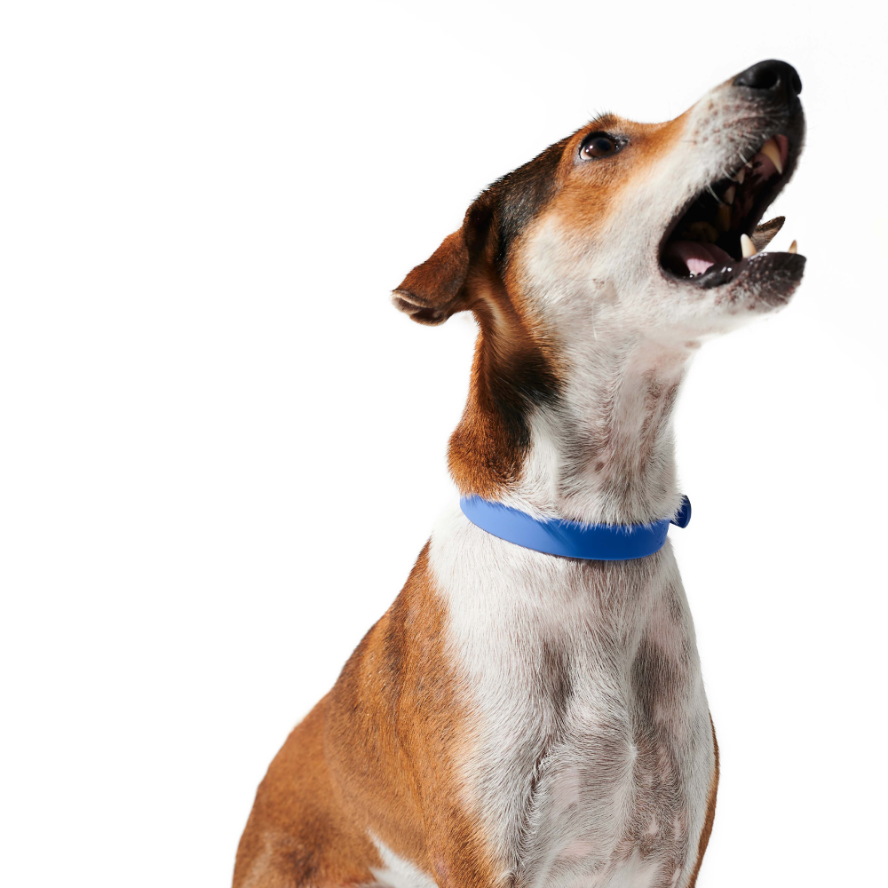 Furry & Co Weatherproof Collar and Leash for Dogs Combo (Everest Blue) - M image 3
